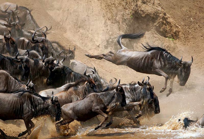 Serengeti Wildebeest Migration Serengeti Wildebeest Migration